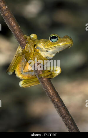 Rosenberg's Gladiator tree frog / Rosenberg's treefrog (Hypsiboas rosenberg / Hyla rosenbergi), Carara National Park, Costa Rica