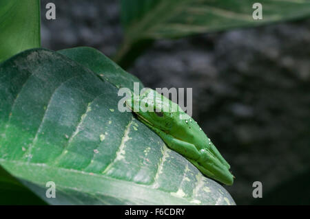 Gliding tree frog / gliding leaf frog / Spurrell's leaf frog (Agalychnis spurrelli) clinging on leaf in rain forest Stock Photo