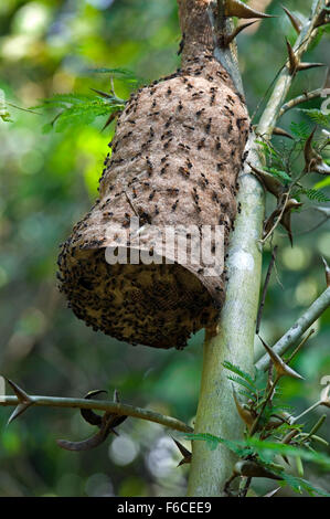 Ants invading nest of paper wasps (Vespidae) hanging from tree in Costa Rica, Central America Stock Photo