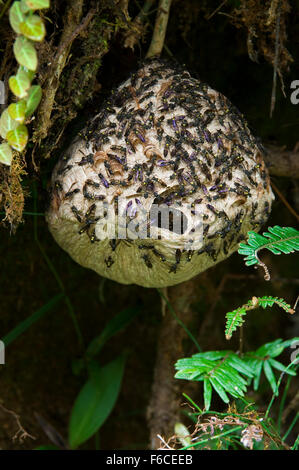 Paper wasps (Polistinae) swarming around paper nest in tree, Tapanti National Park, Costa Rica, Central America Stock Photo