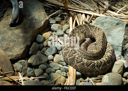 Central American rattlesnake / Costa Rican rattlesnake (Crotalus simus) curled up, Costa Rica Stock Photo