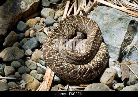 Central American rattlesnake / Costa Rican rattlesnake (Crotalus simus) curled up, Costa Rica Stock Photo