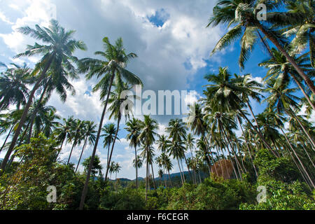 branches of coconut palms under blue sky Stock Photo