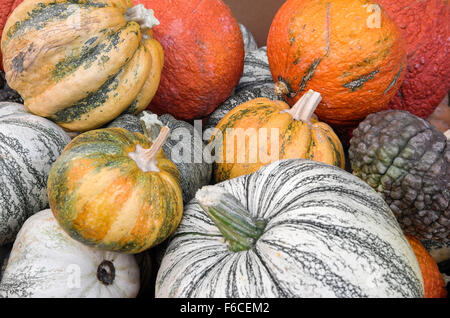 Halloween pumpkins, San Francisco, California, USA Stock Photo - Alamy