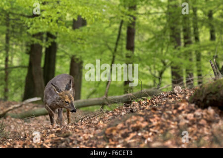 European roe deer standing in a forest / Capreolus capreolus Stock Photo