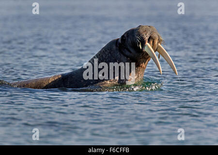 Walrus swimming, Svalbard, Spitsbergen, Norway, Europe