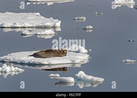 Bearded Seal or Square Flipper Seal on an ice floe, Spitsbergen, Norway, Europe /  Erignathus barbatus