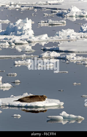 Bearded Seal or Square Flipper Seal on an ice floe, Spitsbergen, Norway, Europe /  Erignathus barbatus Stock Photo