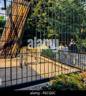 Javan Leopard in cage, 'Zoologischer Garten' zoological garden, Berlin, Germany Europe Stock Photo