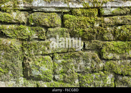 Stone wall with moss in Derbyshire, Peak District National Park, England, UK Stock Photo