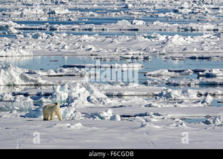Polar Bear on pack ice, Spitsbergen, Norway / EuropeUrsus maritimus Stock Photo