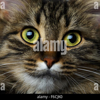 Cute muzzle tabby cat close up Stock Photo