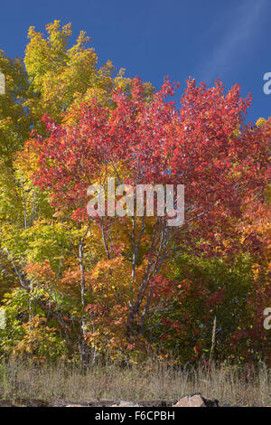 Bright Autumn colours in Algonquin Provincial Park in October 2015 Stock Photo