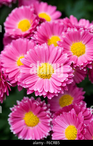 Chrysanthemum 'Gladys' flowers. Stock Photo