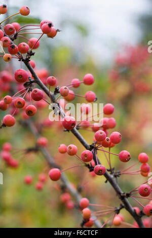 Malus 'Adirondack. Crab apple tree in Autumn. Stock Photo
