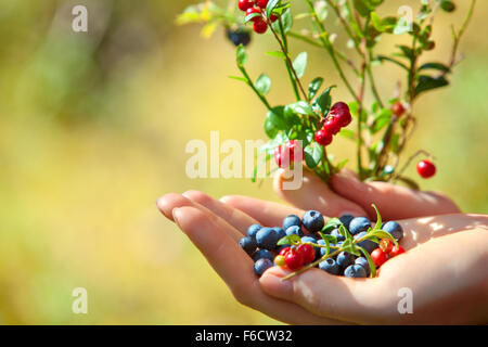 Young woman hand with blueberry and lingonberry bush. On green grass field background. Stock Photo