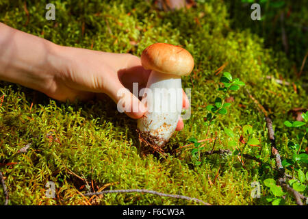 Young woman picking mushroom in grass in forest close-up view. Stock Photo