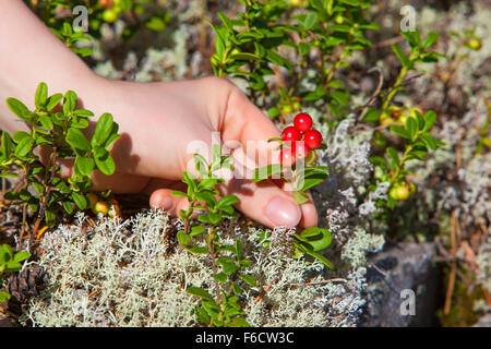 Young woman picking lingonberry in forest close-up view. Stock Photo