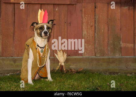 Thanksgiving Dog Stock Photo
