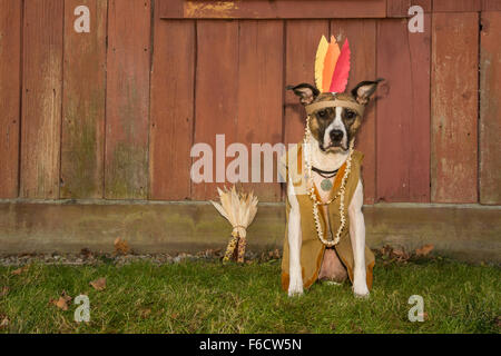Thanksgiving Dog Stock Photo
