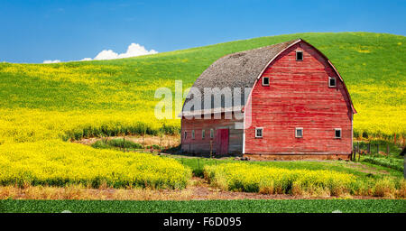 An old red barn under a blue sky in a field of blooming canola in the Palouse region of Washington state in the USA.