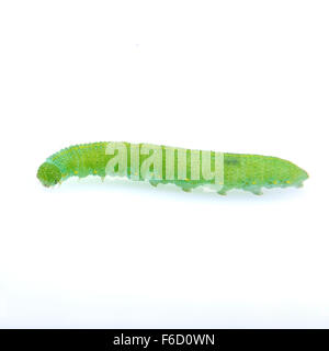 green caterpillar isolated on white background Stock Photo - Alamy
