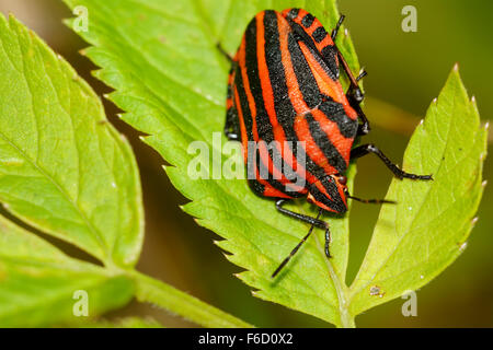 Red black striped shield bug sitting on a green flower Stock Photo