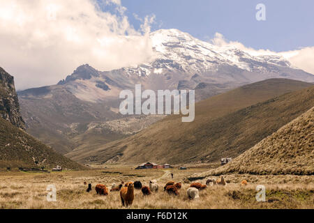 Group Of Curious Llamas Grazing In The Andes Mountains At The Foot Of The Chimborazo Volcano, South America Stock Photo