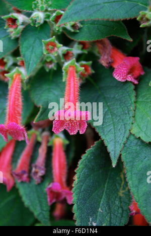 Trumpet flowers in Singapore National Orchid Garden. Stock Photo