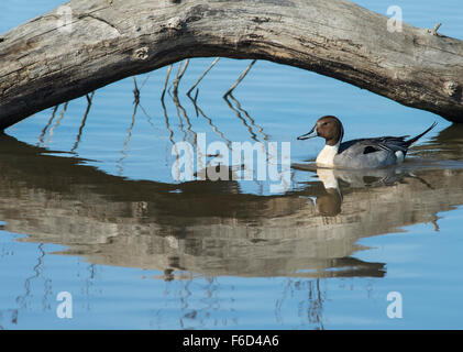 Northern Pintail (Anas acuta) swimming under arched log Stock Photo