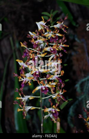 Exotic orchids in Singapore National Orchid Garden Stock Photo