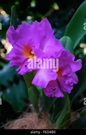 Purple orchids in Singapore National Orchid Garden Stock Photo