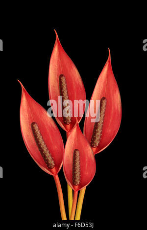 bunch of anthurium ark flowers on a  black background Stock Photo