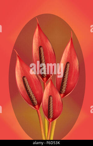 bunch of anthurium  flowers on oval background Stock Photo