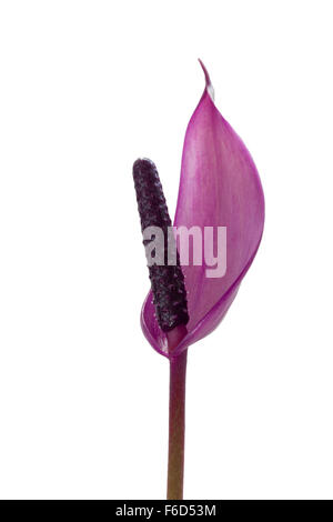 a single anthurium flower on a white background Stock Photo