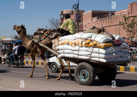 Camel cart in road junagarh fort, bikaner, rajasthan, india, asia Stock Photo