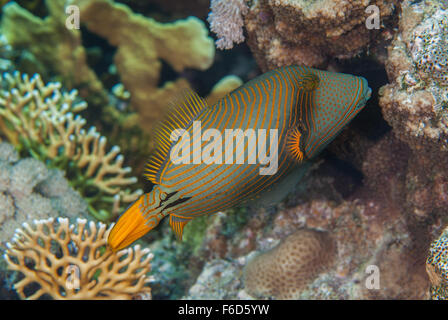 Orange-lined triggerfish Balistapus undulatus, Balistidae,  Sharm el Sheihk, Red Sea, Egypt Stock Photo