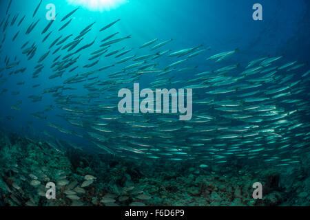 Shoal of Mexican Barracudas and Spottail Grunts, Sphyraena ensis, Haemulon maculicauda, La Paz, Baja California Sur, Mexico Stock Photo