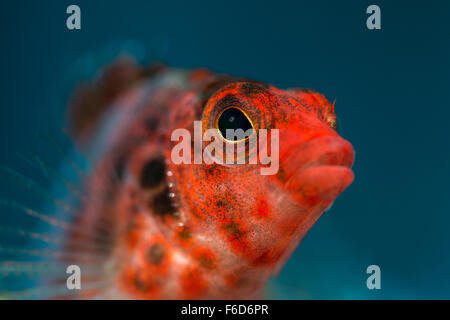 Coral Hawkfish, Cirrhitichthys oxycephalus, La Paz, Baja California Sur, Mexico Stock Photo
