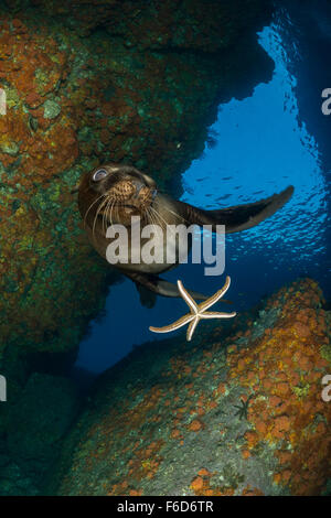 California Sea Lion playing with Starfish, Zalophus californianus, La Paz, Baja California Sur, Mexico Stock Photo