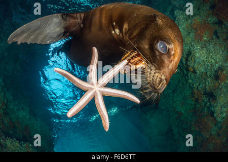 California Sea Lion playing with Starfish, Zalophus californianus, La Paz, Baja California Sur, Mexico Stock Photo