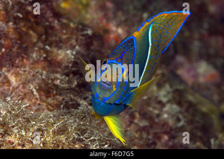 King Angelfish, Holacanthus passer, La Paz, Baja California Sur, Mexico Stock Photo