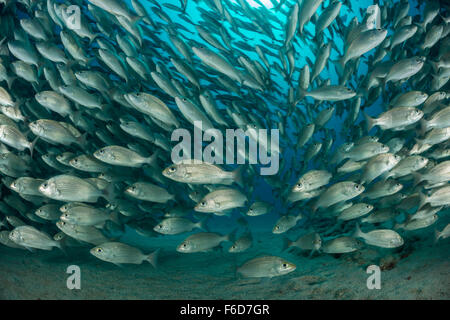 School of Spottail Grunts, Haemulon maculicauda, La Paz, Baja California Sur, Mexico Stock Photo