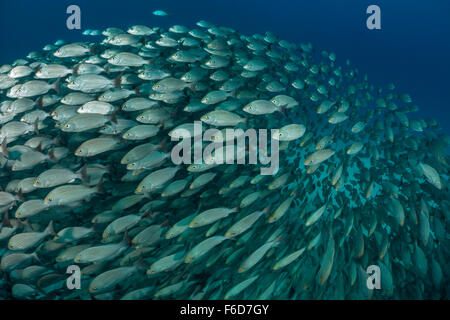 School of Spottail Grunts, Haemulon maculicauda, La Paz, Baja California Sur, Mexico Stock Photo