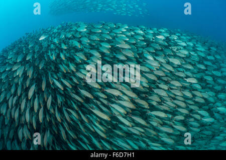 School of Spottail Grunts, Haemulon maculicauda, La Paz, Baja California Sur, Mexico Stock Photo