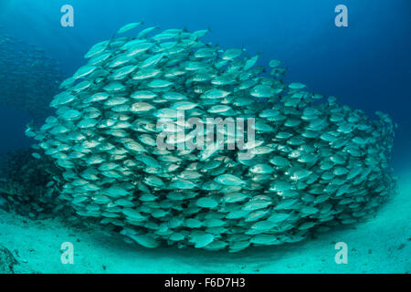 School of Spottail Grunts, Haemulon maculicauda, La Paz, Baja California Sur, Mexico Stock Photo