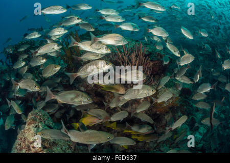 School of Spottail Grunts, Haemulon maculicauda, La Paz, Baja California Sur, Mexico Stock Photo