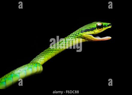 Cope Vine Snake (Oxybelis brevirostris), (Colubridae family), Chocó rainforest, Ecuador Stock Photo