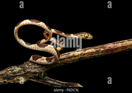 Common Blunthead (Imantodes cenchoa), (Colubridae family), Amazon rainforest, Yasuni National Park, Ecuador Stock Photo