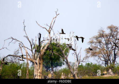 Flock of flying Yellow-billed ducks over Dead Tree Island in Botswana Stock Photo